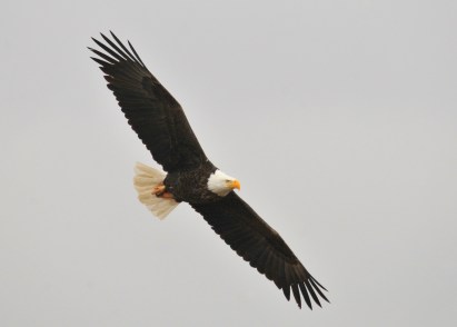bald-eagle-1018717_1920